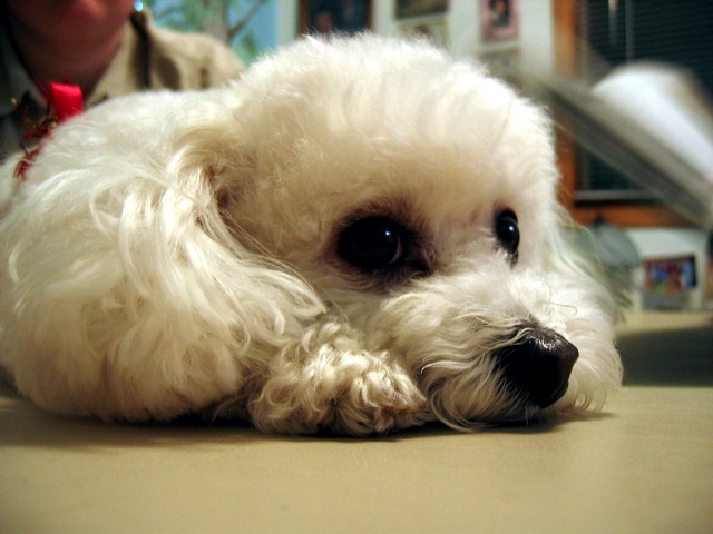 My dad's dog, BG, waiting patiently for someone to let him down off of the table.