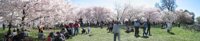 A panorama of some of the people and cherry trees.