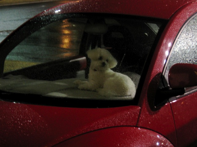 BG sits on the dash of my mom's Beetle wating for us to come back to him.