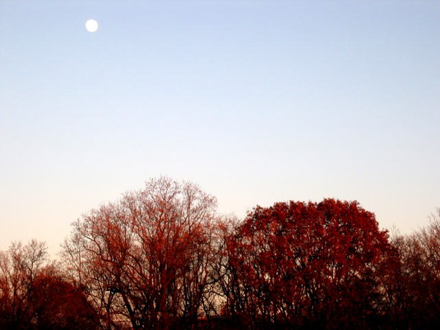 A full moon shines at dusk over Rock Creek Park.