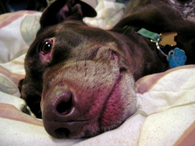 Sisu relaxing on the bed.