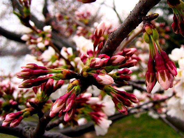 Delicate unopened blossoms on a cherry tree at the Tidal Basin.