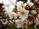 One of the few groups of blossoms that  was open today.