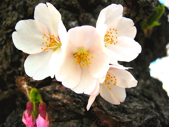 Cherry blossoms sprouting directly  from the trunk of a tree at the Tidal Basin.