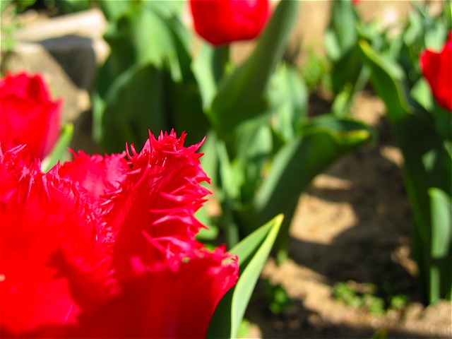 A bed of tulips with sharp, spiky petals.