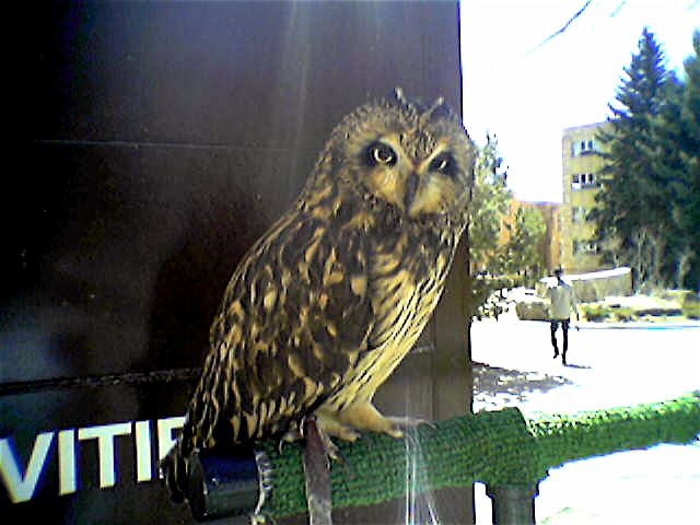 A short-eared owl at the University of Wyoming.