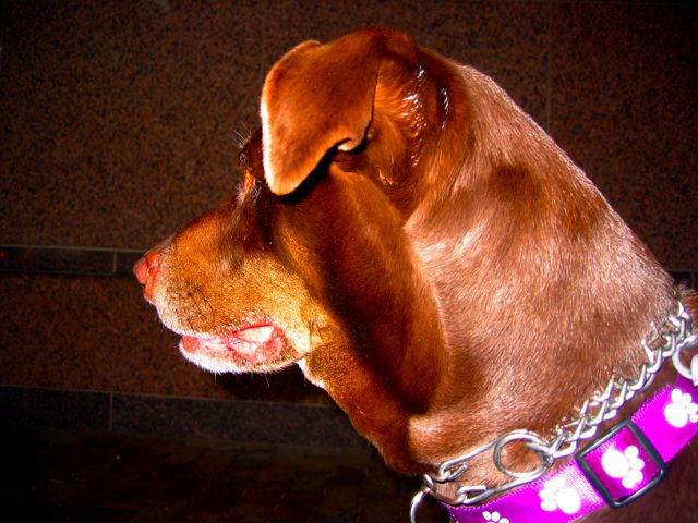 Sisu waits outside a store for her person to return.