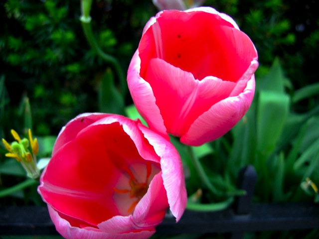 Bright pink tulips are still blooming brightly in some yards and gardens.