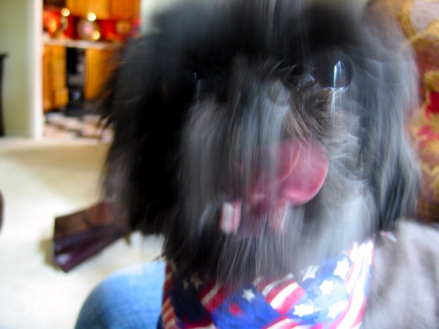 A blurry shot of my cousin's dog, Lucy, saying hello.