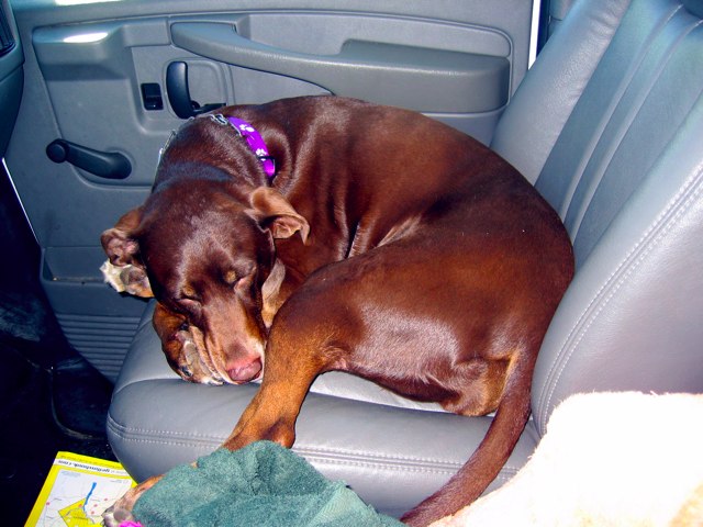 Sisu sleeps the seat of the truck beside me. 