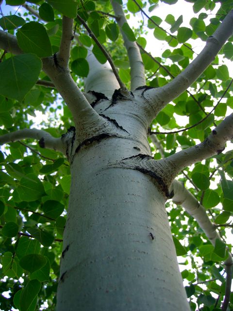 Looking up the trunk of one of the aspen trees in my mom's front yard.