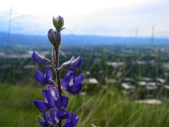 Lupine blooms on Mt. Sentinel w/Missoula in the background.