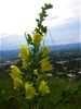 Another lupine-like flower, but can lupine be yellow?