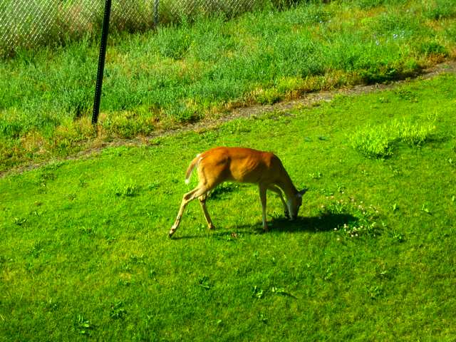 A deer outside my window yesterday morning.