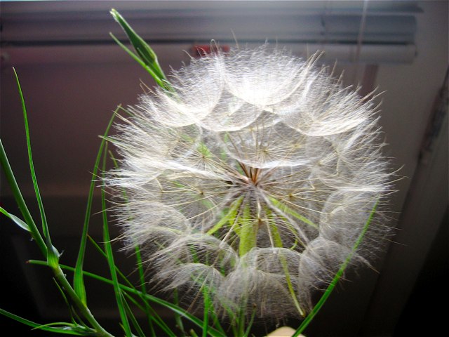 A large milkweed "bloom" from my mom's yard.