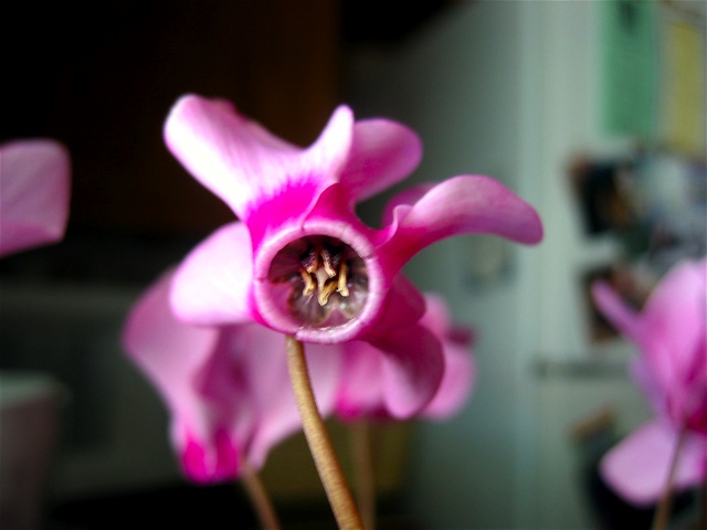 A bloom on my sister's cool plant.