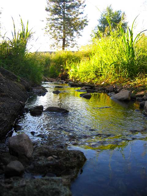 The stream feeding the pond in the "backyard" of my Missoula apartment.