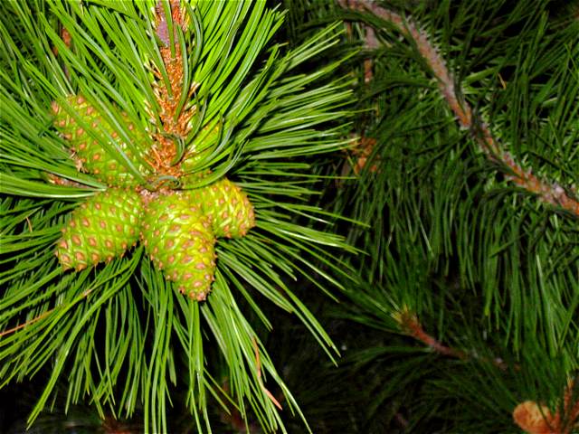 Really green pinecones on some kind of pine tree.