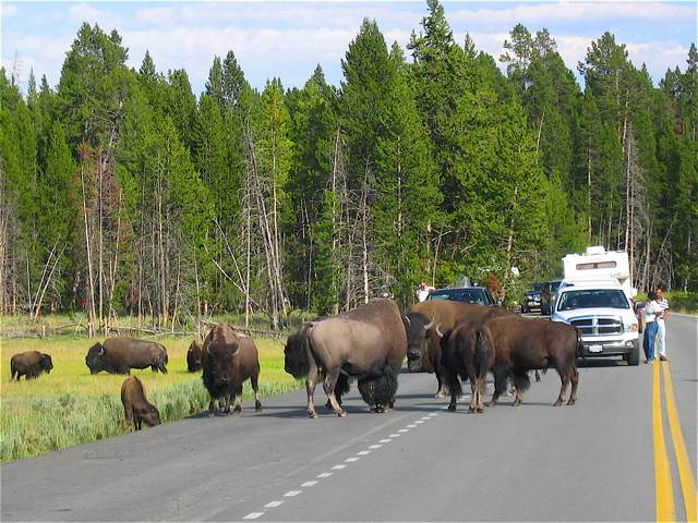 Bison block the road in Yellowstone.