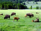 Bison on the side of the road.