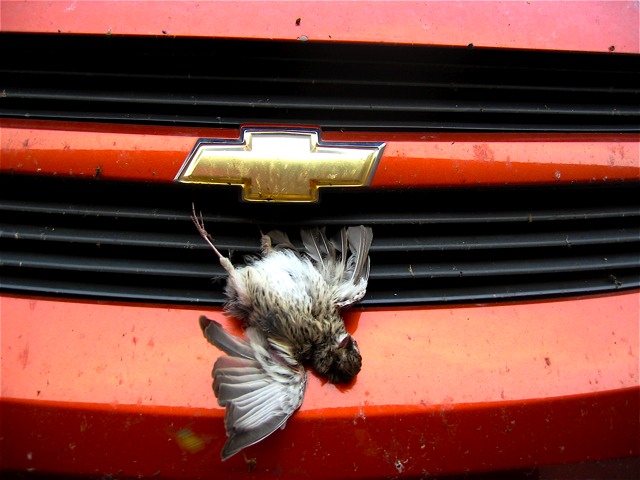 The pitiful remains of a bird that flew into our grill on the eastern border of Yellowstone.