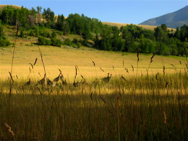 Wild turkeys outside Redlodge, MT.