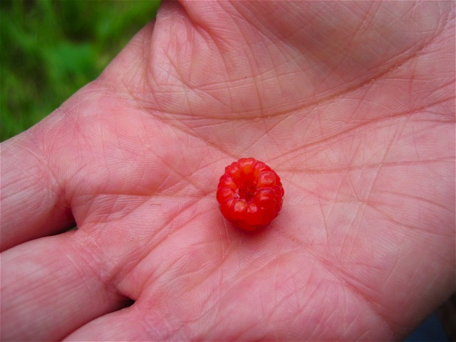 A wild rasberry in my mom's hand.