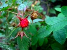 Rasberry on the vine.