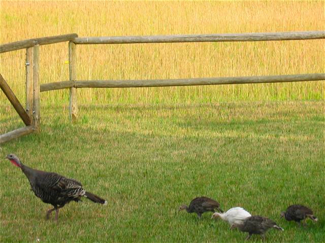 Wild turkeys on the lawn at the cabin