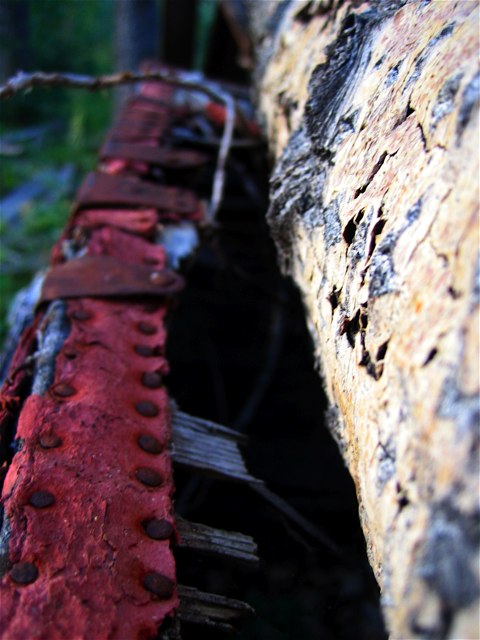 A tree atop an old steamer trunk in the woods.