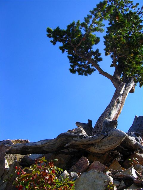 Tree growing out of rock atop Beartooth Pass