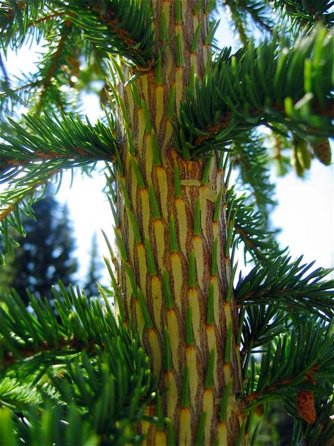 A closeup of the trunk of a pine tree near its top  where it is still growing.