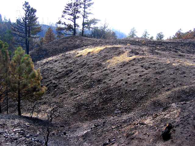 A hillside ravaged by a wildfire a few weeks ago just outside of Billings.