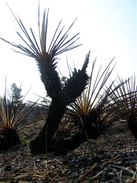 A cactus-like plant attempts  to survive after being half-burned.