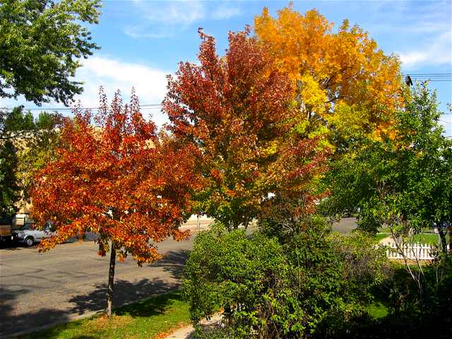 Trees in fall outside our house.