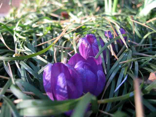 are these crocuses?