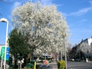 tree bloom fireworks