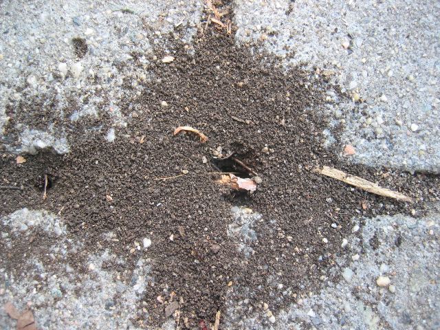 Ants in the crack of the sidewalk