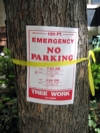 No Parking, tree work