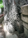 Logs growing through tree